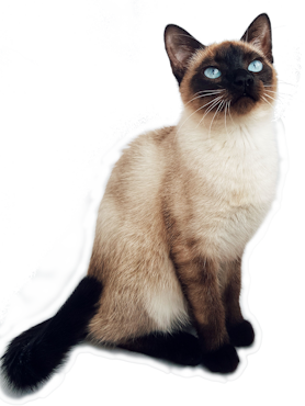 Cute domestic cat illustration for cat age calculator